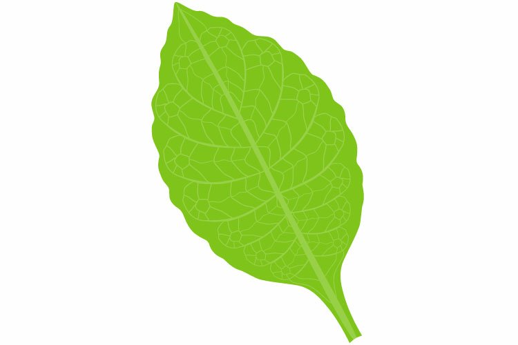 Leaf Drawing Image 22