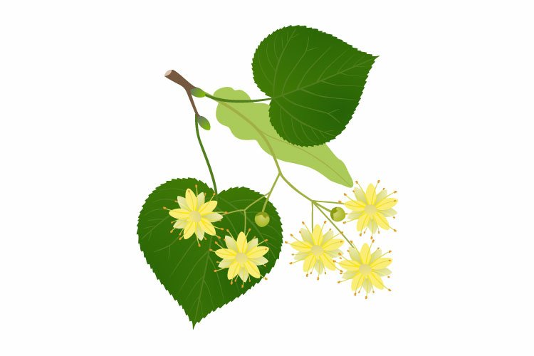 A linden branch with flowers and leaves on a white background.