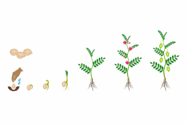 Cycle of growth of a chickpea plant isolated on a white background.