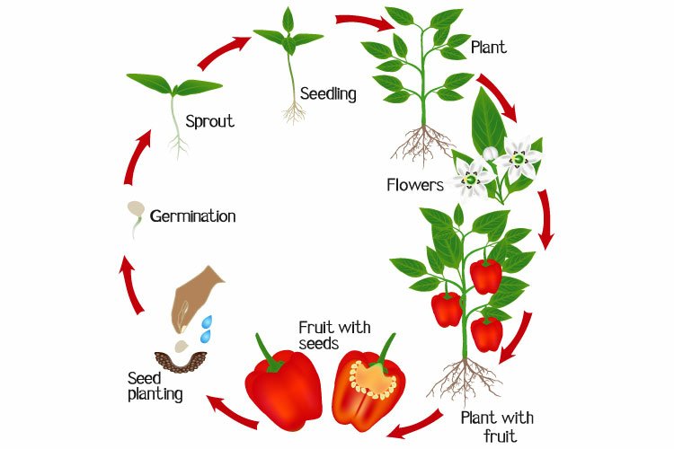 Cycle of growth of a plant of red pepper on a white background.
