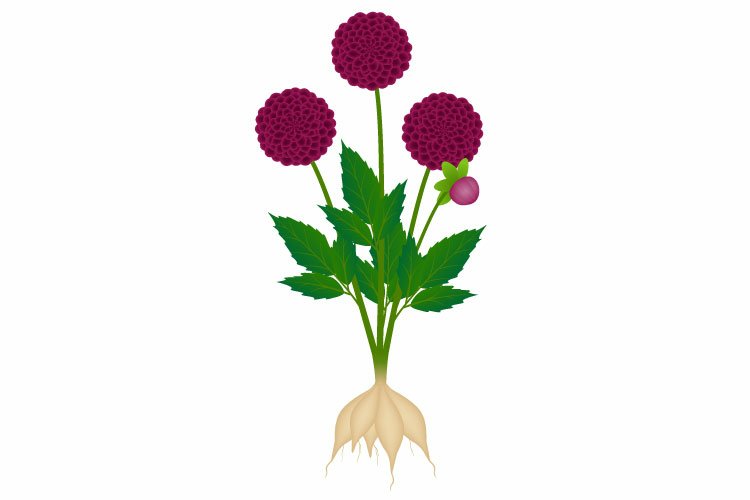 Burgundy dahlias with roots on a white background.