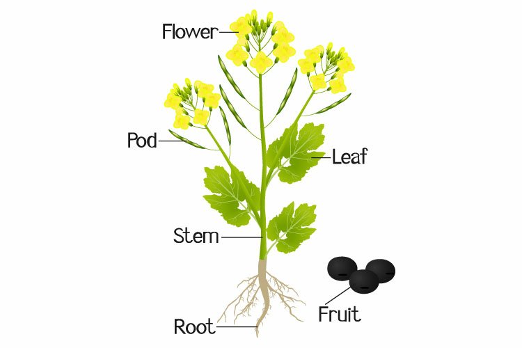 An illustration showing parts of a canola plant.