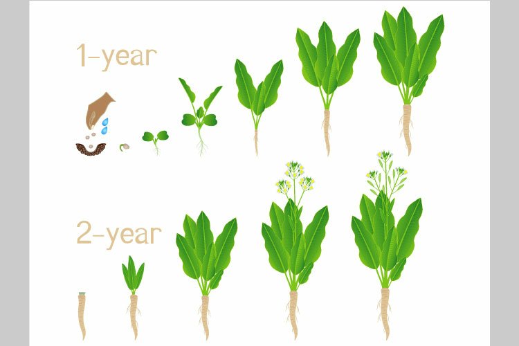 Two year growth cycle of horseradish from seed on a white background.