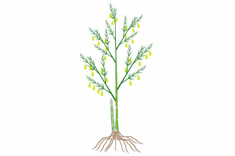 Asparagus flowering shrub with roots isolated on white.