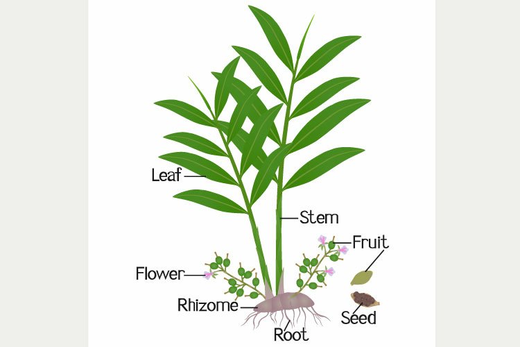 Parts of true cardamom elettaria cardamomum plant on a white.
