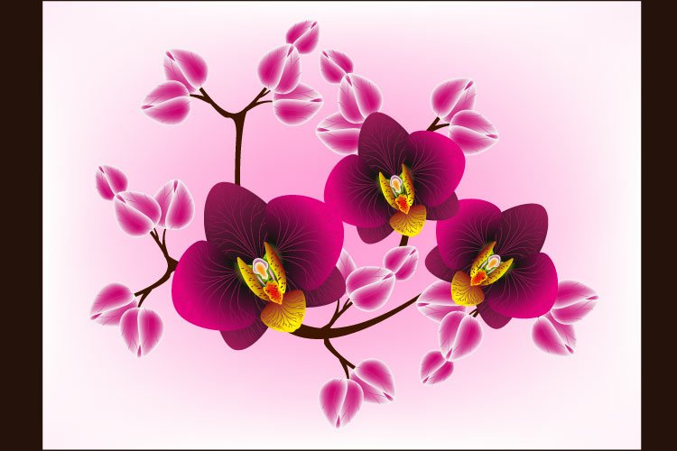 Orchid Clipart Image 16
