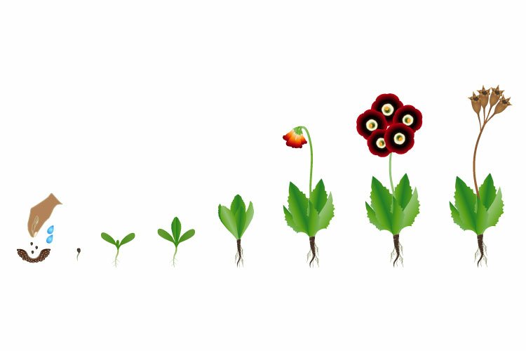 Germ Clipart Image 5