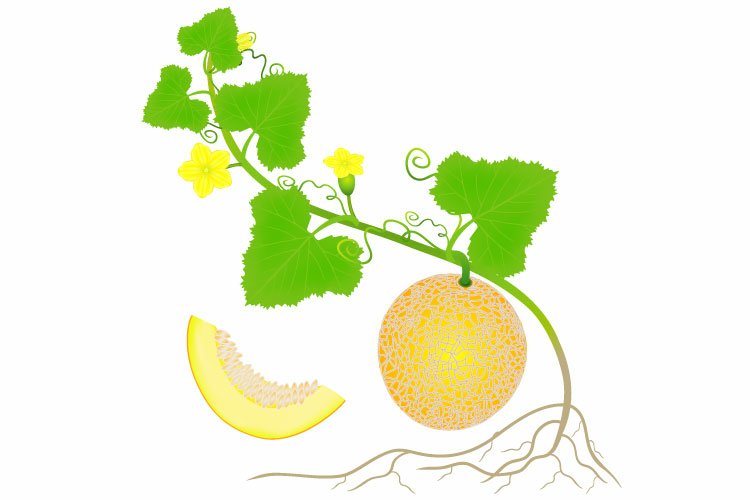 Seed Clipart Image 4