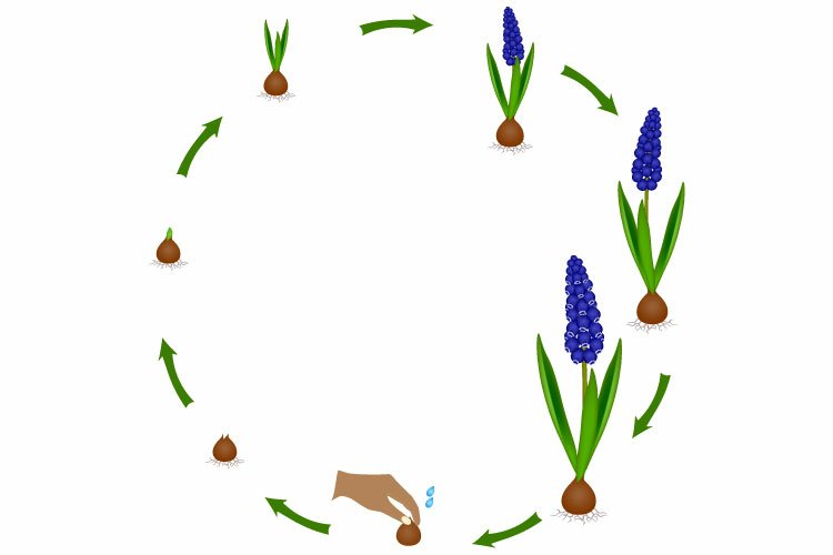 Germ Clipart Image 22