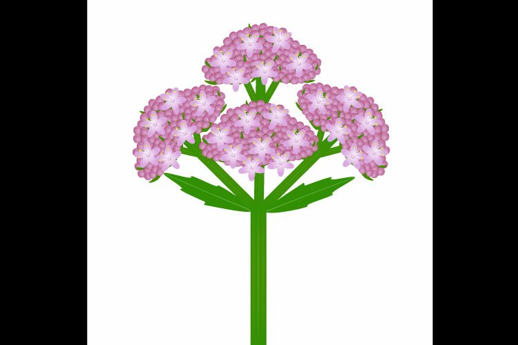 Inflorescence of a valerian plant with leaves on a white background.