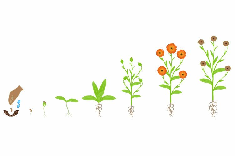 Seed Clipart Image 5