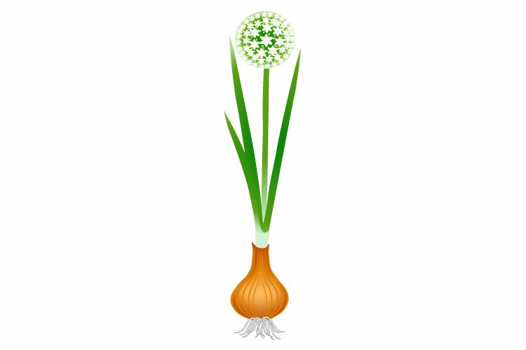 Seed Clipart Image 17