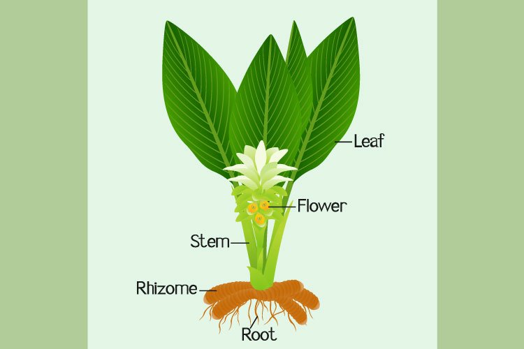 Parts of a long turmeric plant on a green background.