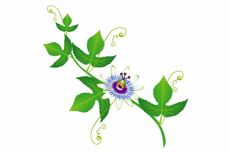 Garden Background Image 3