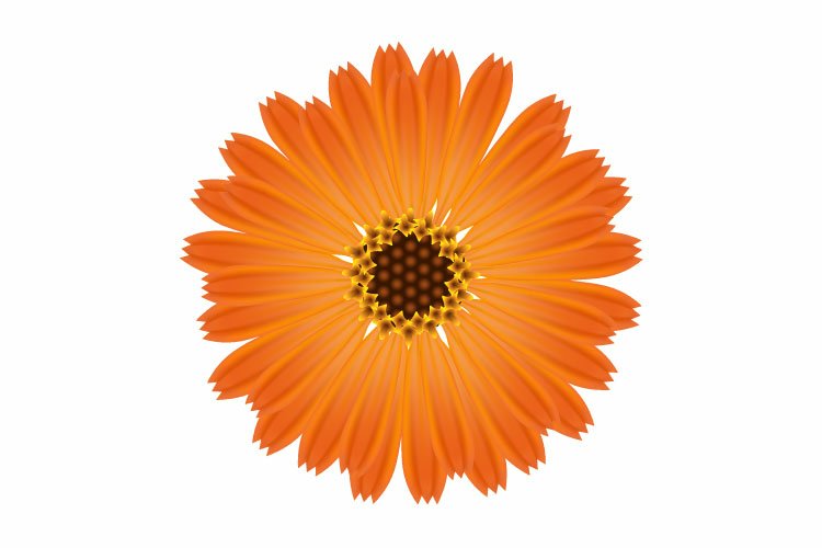 Marigold Clipart Image 23