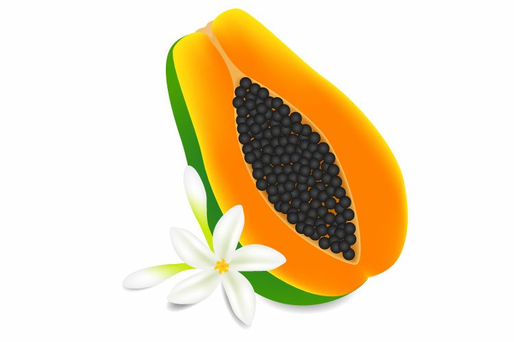 Seed Clipart Image 17