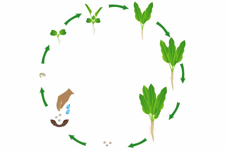 Life cycle of horseradish plant on a white background.