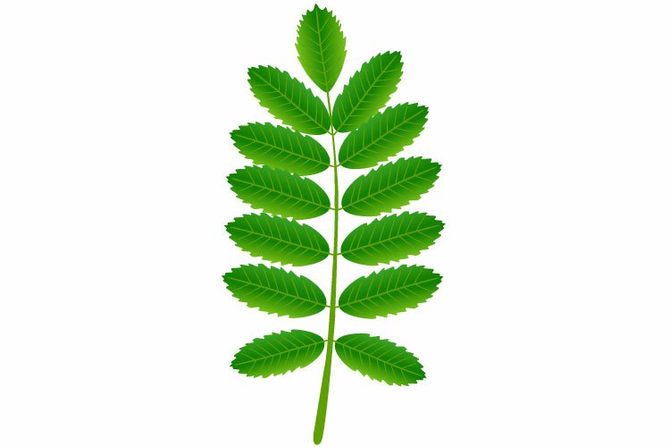 Green Nature Background Image 24