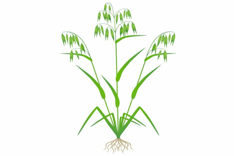 Seed Clipart Image 21