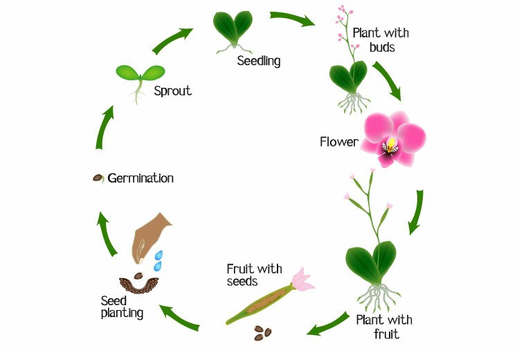 Orchid Bee Life Cycle At Pamela Harvey Blog