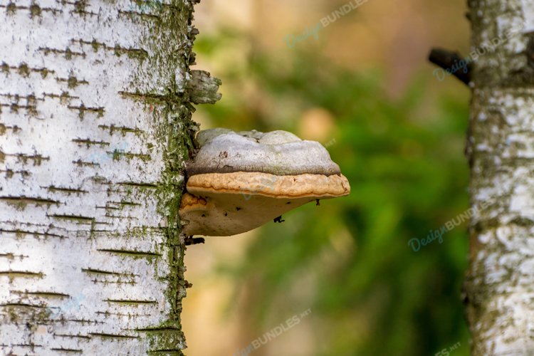 Park Background Image 18