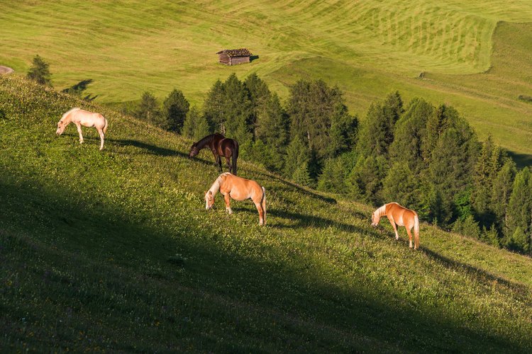 Horses at Seiser Alm in the Dolomites mountains example image 1