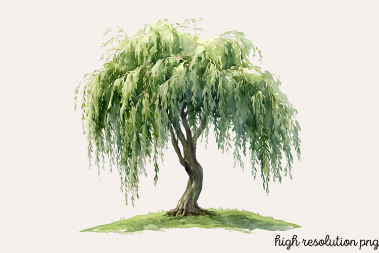 Baum Png
