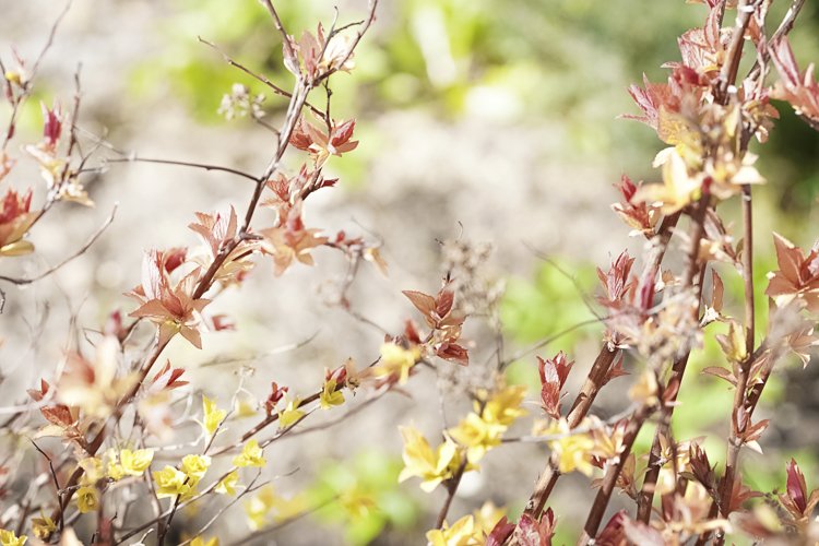 Greenery Background Image 20