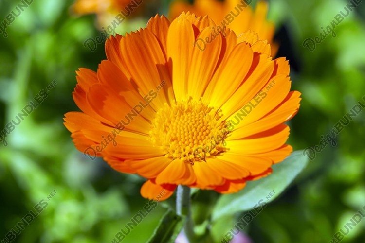 Marigold Clipart Image 7
