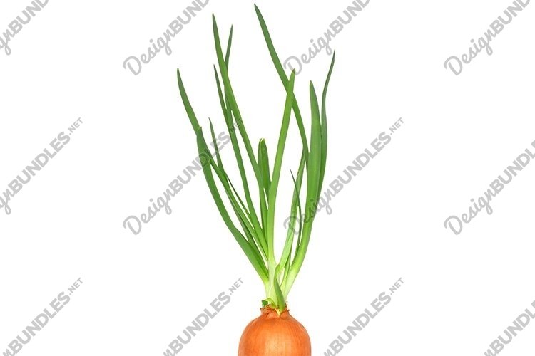 Rip Clipart Image 21