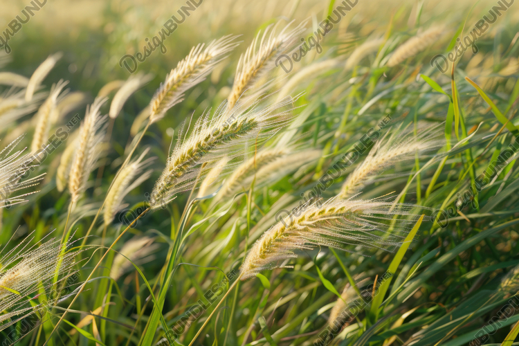 Grain Texture Image 5