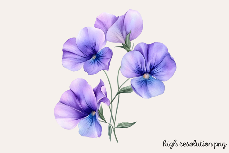 Sweet Pea Flower Watercolor Clipart PNG