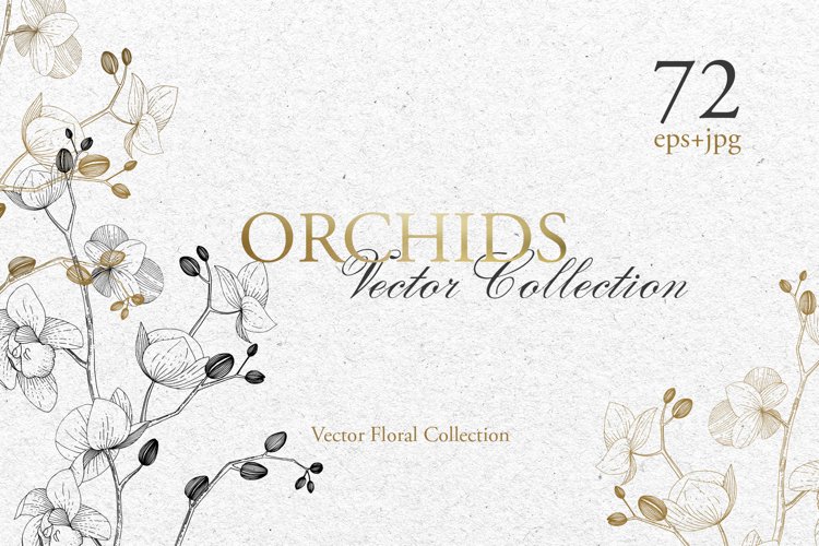 Orchid Clipart Image 2