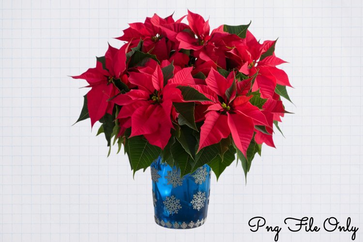 Italian Christmas Clipart PNG