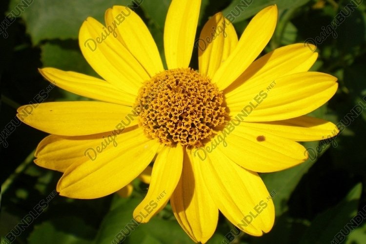 Yellow blossom example image 1