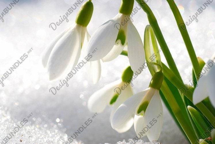 Spring snowdrop flowers with snow in the forest