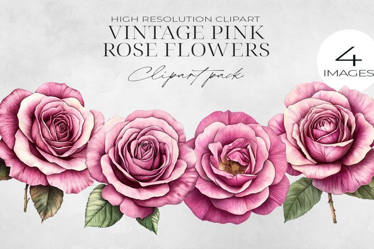 Pink Rose Png Image 5