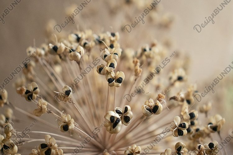 Seed Clipart Image 10