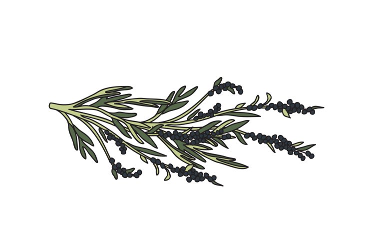 Olive Tree Vector Image 4