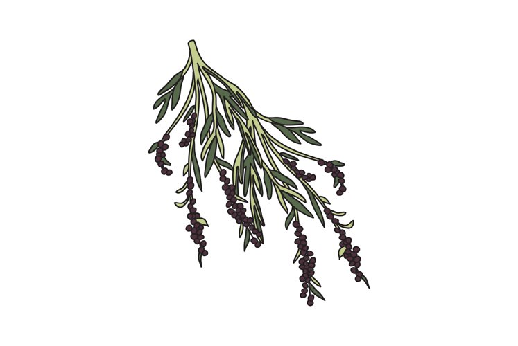 Olive Tree Vector Image 2
