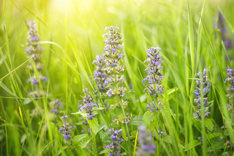 purple wildflowers on the meadow in summer example image 1