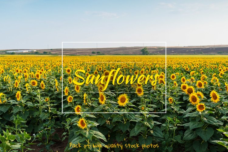 Sunflower example image 1