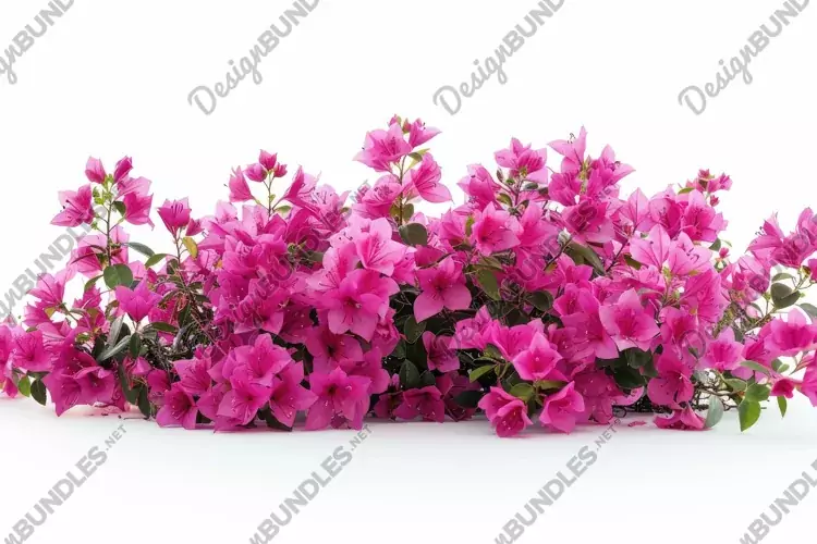 Bougainvillea Background Wallpaper