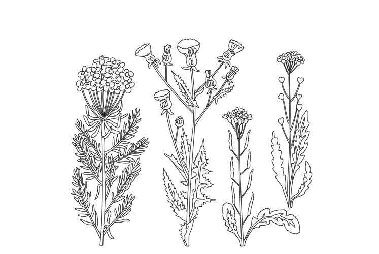 Flower Clipart Black And White Image 18