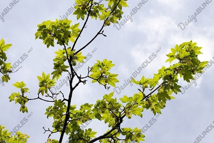 Garden Background Image 18