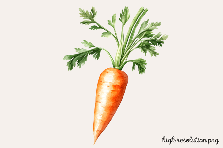 Carrot Watercolor Clipart PNG
