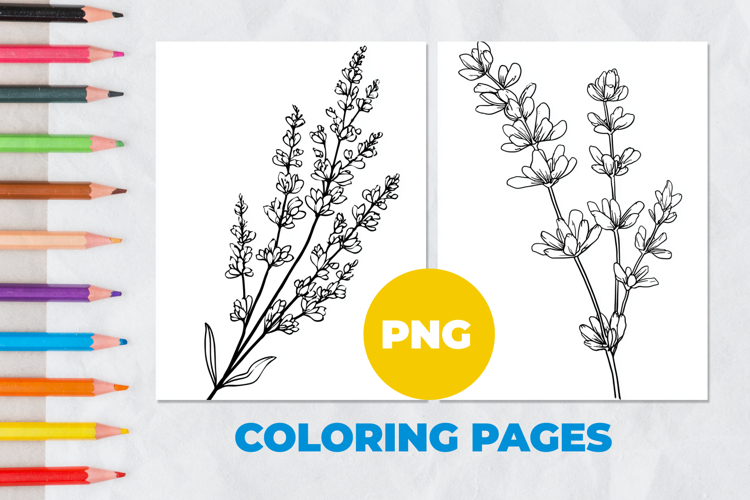 Lavender flower Coloring Pages | Coloring book