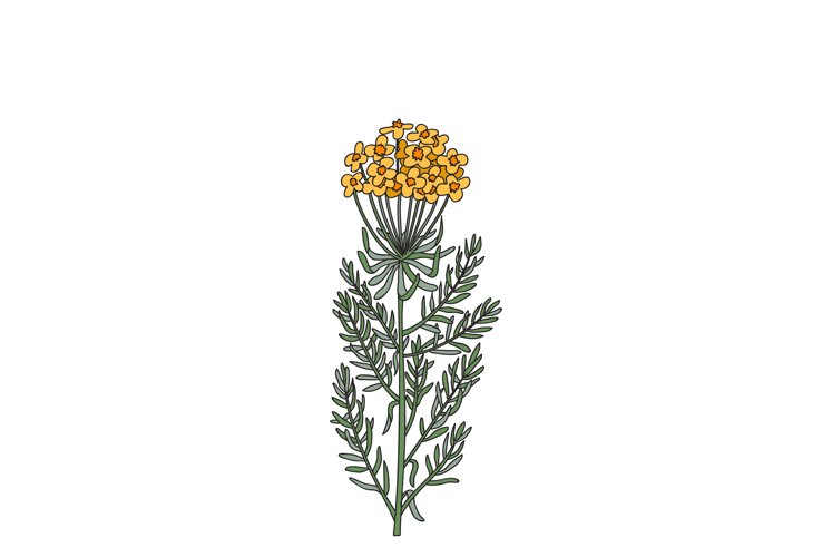 Wildflower Clipart Image 22