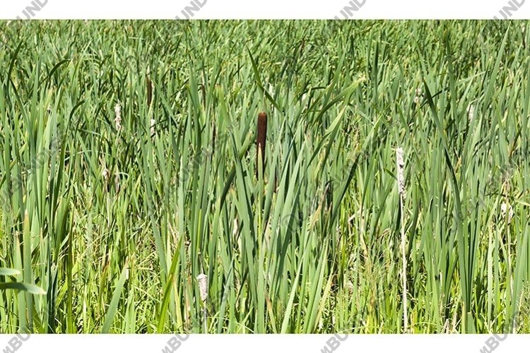 Grass Background Image 12