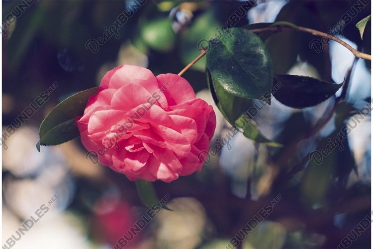 Pink Background Image 11